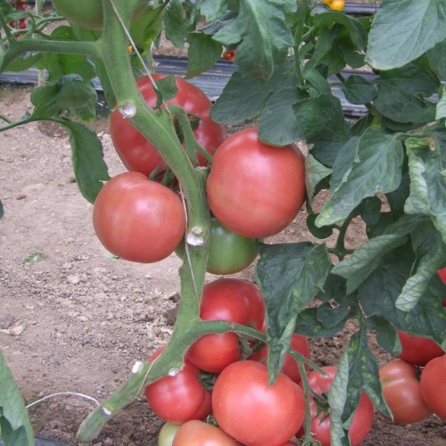 Розов домат ВП1 /VP1 F1/